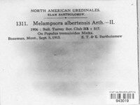 Melampsora medusae image